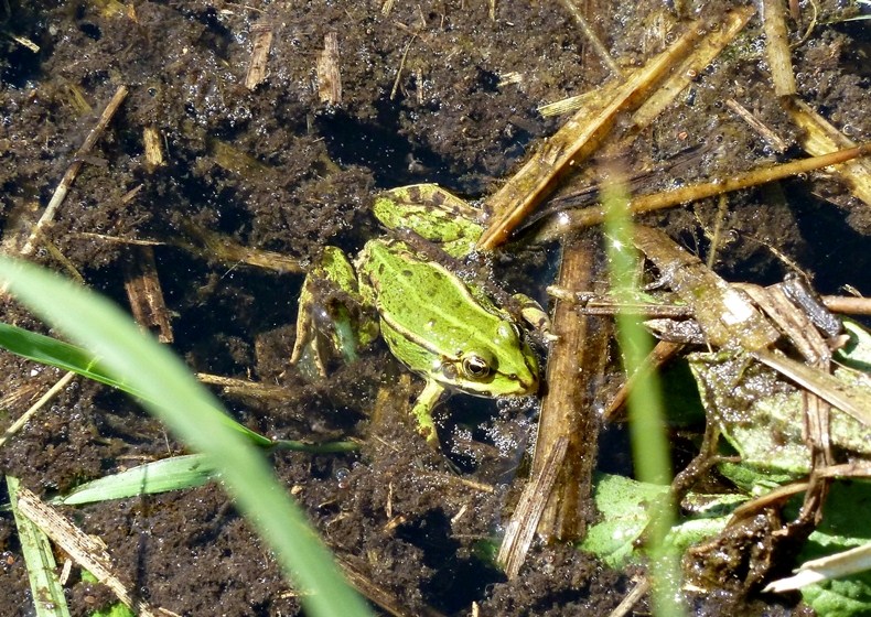 Due esemplari da determinare - Pelophylax sp. (prov. Milano)